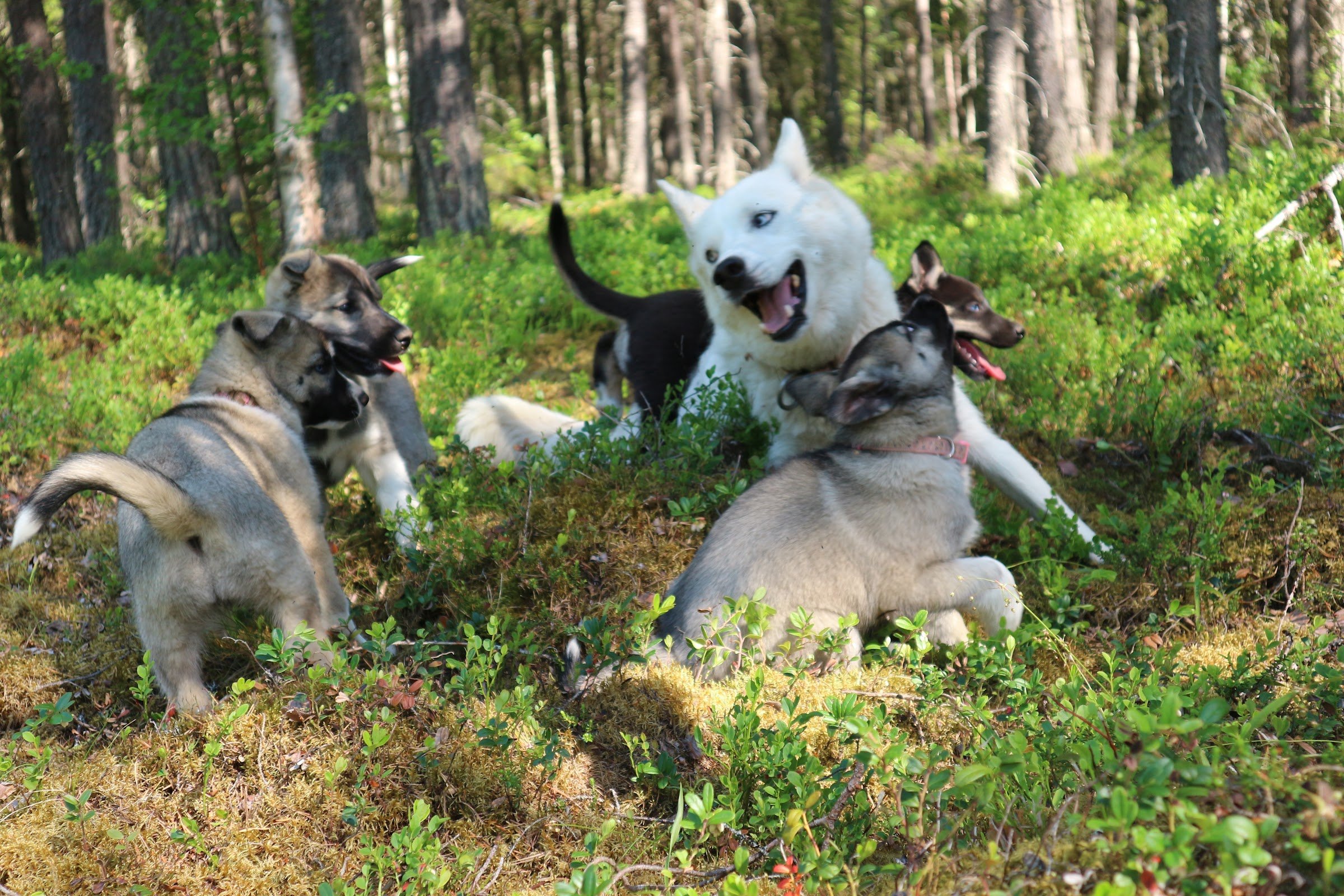 Mårdsjö Huskies